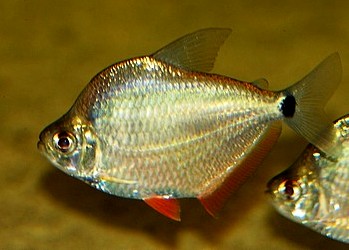 Tetragonopterus argenteus