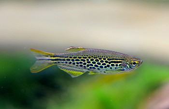 Danio tinwini, Zwergleopardb�rbling