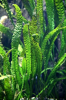 Cryptocoryne aponogetifolia