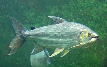 Hydrocynus goliath Goliath-Tigersalmler