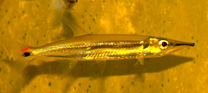 Acestrorhynchus isalineae L�ngsstreifen-Hundsalmler 