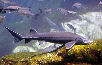 Acipenser baerii Sibirischer St�r 