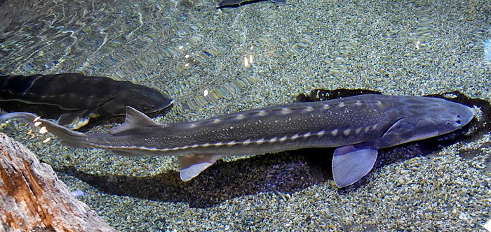 Acipenser transmontanus 