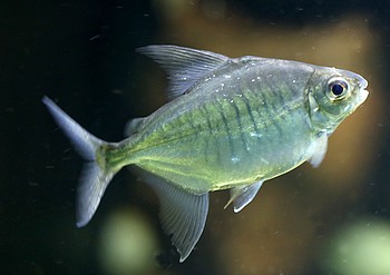 Acnodon normani Schaf-Pacu 