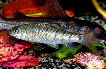 Acrossocheilus paradoxus 