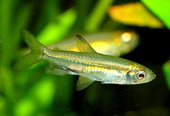 Rhabdalestes septentrionalis, Tschadsalmler