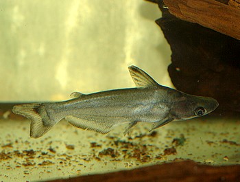 Ageneiosus atronasus Peru-Delphinwels