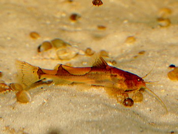 Akysis longifilis Rautenfleck-Zwergwels