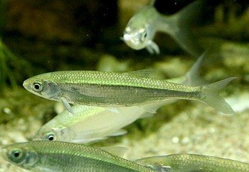 Alburnus alburnus Ukelei 