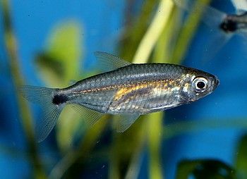 Alestopetersius smykalai Blauer Diamantsalmler 