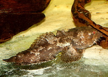 Allenbatrachus grunniens Froschfisch Allenbatrachus grunniens Froschfisch