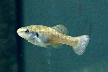 Allodonthichthys polylepis 