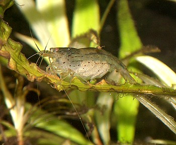 Caridina multidentata, Amanogarnele, S��wassergarnele