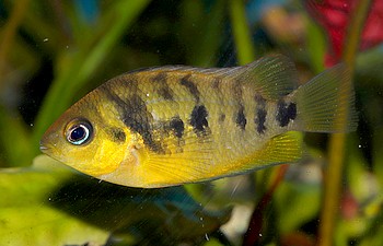 Amatitlania altoflava 