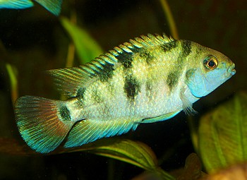 Amatitlania honduran