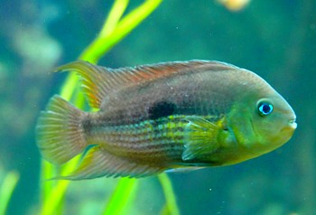 Amatitlania myrnae Topas-Buntbarsch 