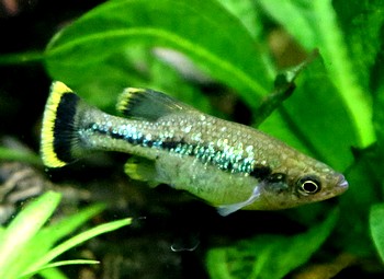 Ameca splendens 02