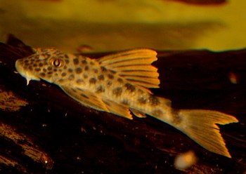 Ancistomus spec  �Rio Xingu�