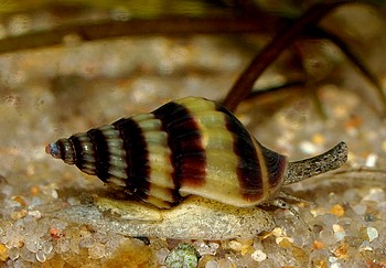Anentome helena, Raub-Turmdeckelschnecke, S��wasserschnecke