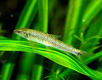 Apareiodon affinis La Plata-Algensalmler