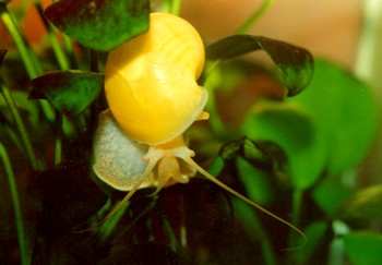 Pomacea bridgesi, Apfelschnecke, S��wasserschnecke