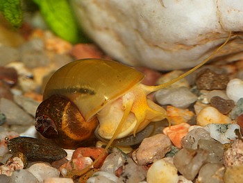 Apfelschnecke, S��wasserschnecke