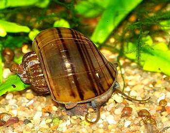 Pomacea bridgesi, Apfelschnecke