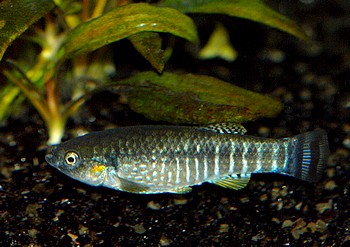 Aphanius fasciatus 