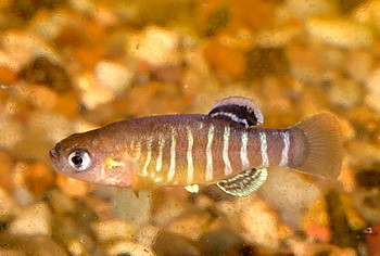 Aphanius vladykovi 01