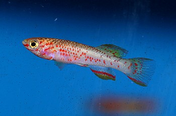 Aphyosemion ahli, Ahls Prachtk�rpfling 