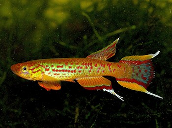 Aphyosemion australe natur 046