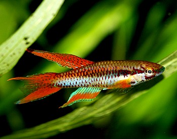 Aphyosemion bitaeniatum 026