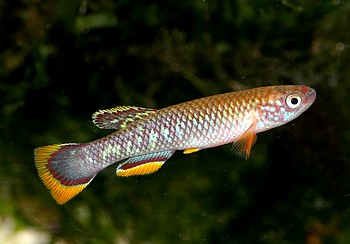Aphyosemion cinnamomeum Zimtprachtk�rpfling 