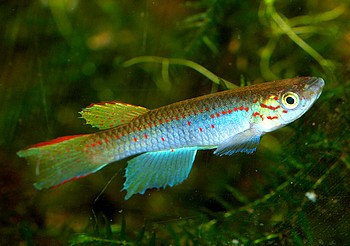 Aphyosemion congicum Schwarzflossiger Prachtk�rpfling 