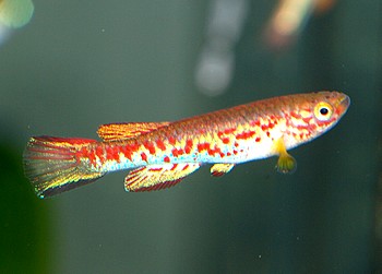 Aphyosemion labarrei 