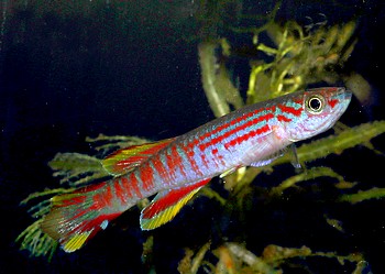 Aphyosemion ogoense, Ogowe-Prachtk�rpfling