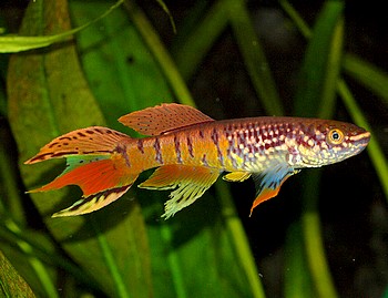 Aphyosemion sjoestedti 032