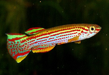 Aphyosemion striatum 010