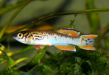 Aphyosemion walkeri, Ghana-Prachtk�rpfling