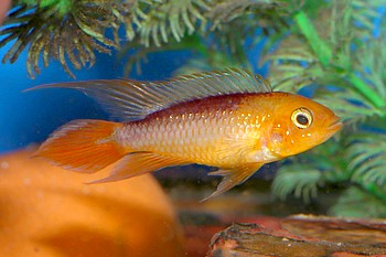 Apistogramma agassizii 01