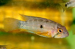 Apistogramma atahualpa Sunset-Zwergbuntbarsch 01