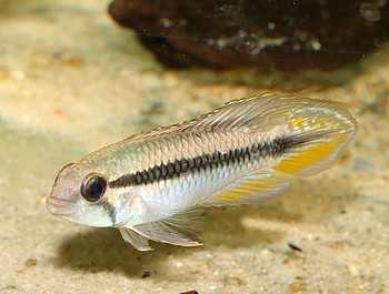 Apistogramma gephyra Gelbkopf-Zwergbuntbarsch 02 Apistogramma gephyra Gelbkopf-Zwergbuntbarsch 02