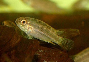 Apistogramma mendezi Schwanzstreifen Zwergbuntbarsch Apistogramma mendezi Schwanzstreifen Zwergbuntbarsch