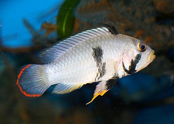 Apistogramma nijsseni Panda-Zwergbuntbarsch Apistogramma nijsseni Panda-Zwergbuntbarsch