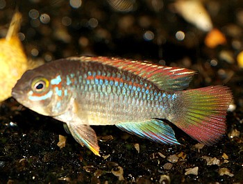 Apistogramma spec. “PAPAGEI - NANAY” Apistogramma spec. “PAPAGEI - NANAY”