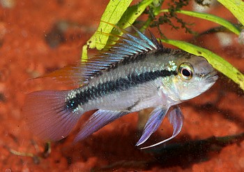 Apistogramma trifasciata Dreistreifen-Zwergbuntbarsch Apistogramma trifasciata Dreistreifen-Zwergbuntbarsch