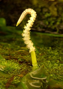 Aponogeton crispus 1