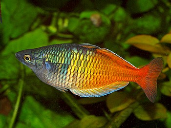 Aquarien von Gunter Helbig 02 Oktober 2012 (18)