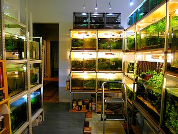 Aquarienanlage Dezember 12 a