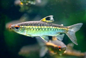 Arnoldichthys spilopterus Gro�schuppensalmler 